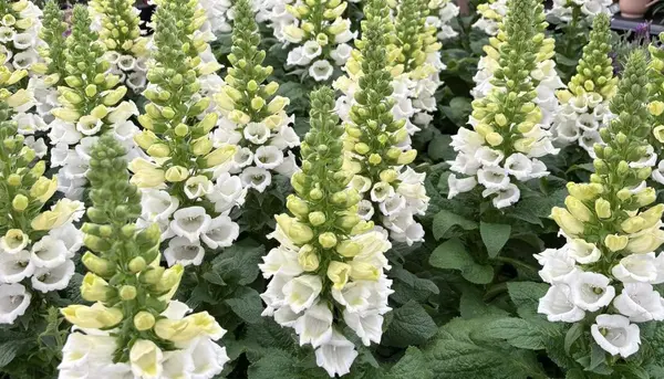 Tuinplanten
