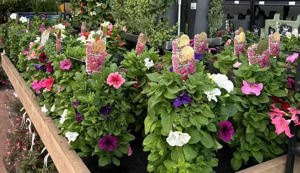 Tuinplanten