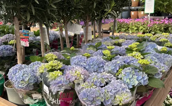 Tuinplanten