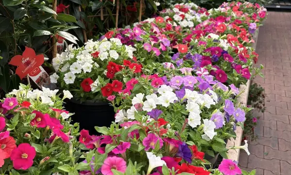 Tuinplanten