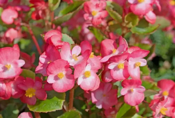 Tuinplanten kopen tuincentrum