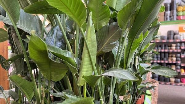 Kamerplanten